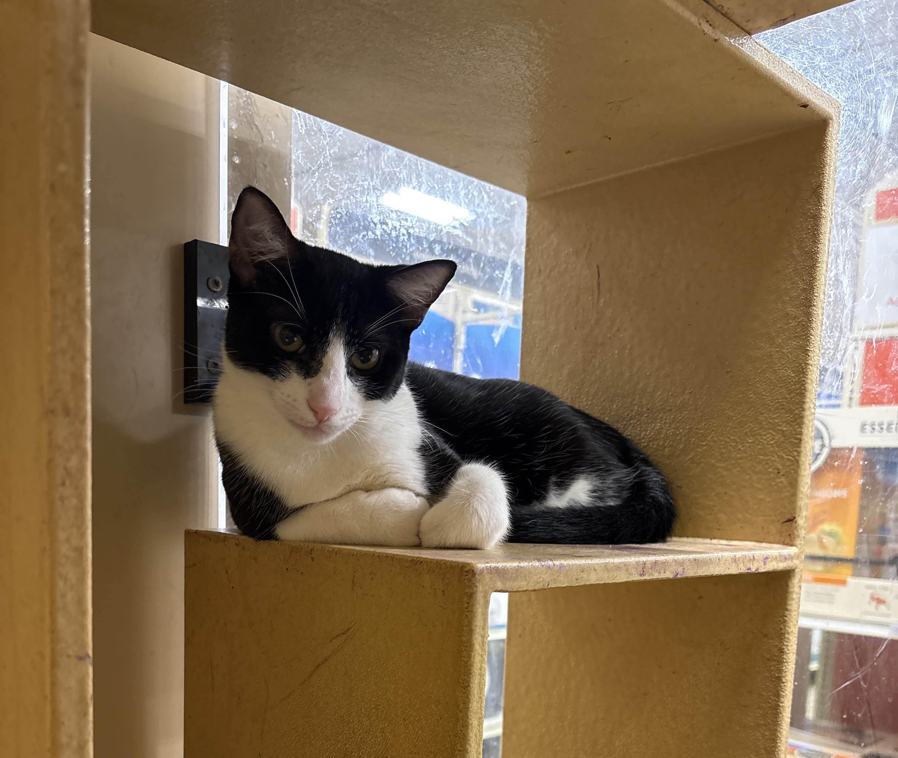 Freddie Meowcury, a Adoptable Tuxedo in Pearland, TX image 4/6