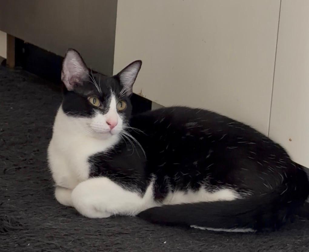 Freddie Meowcury, a Adoptable Tuxedo in Pearland, TX image 2/6