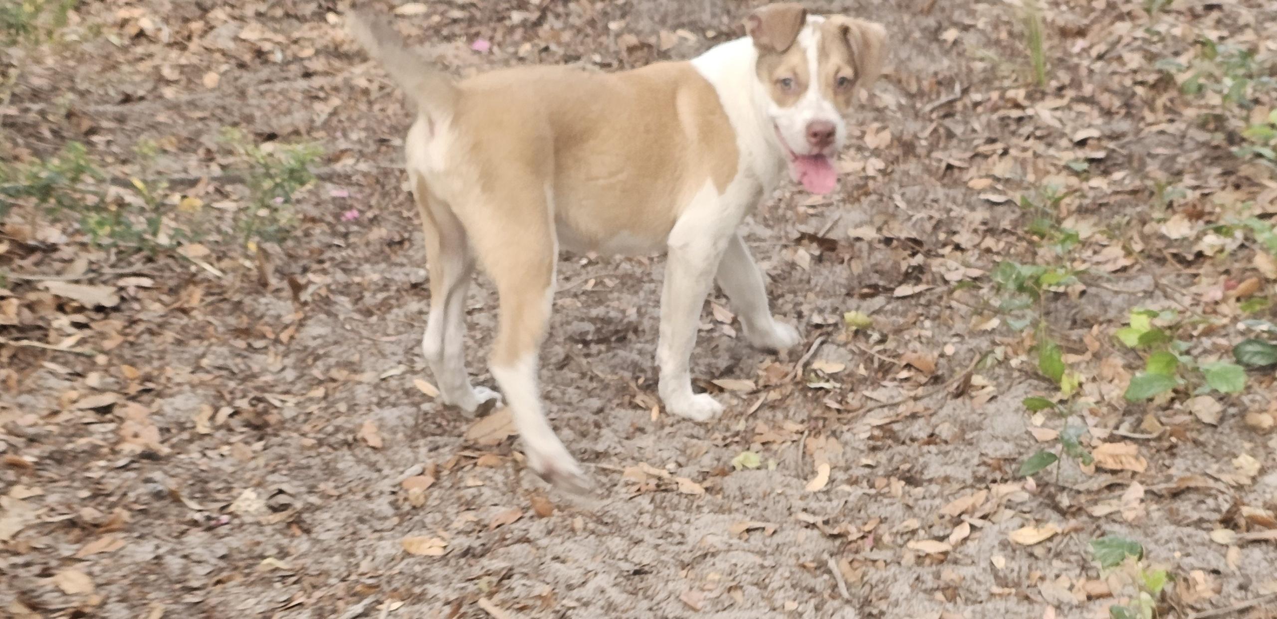 Enlarge Mackenzie, Puppy., a ADOPTABLE mixed breed in St. Petersburg, FL image 3/3