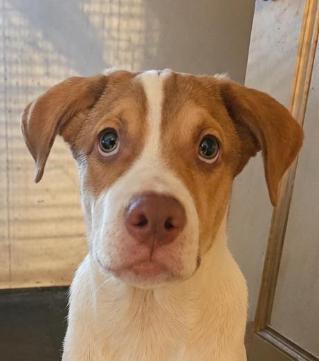 Enlarge Mackenzie, Puppy., a ADOPTABLE mixed breed in St. Petersburg, FL image 1/3