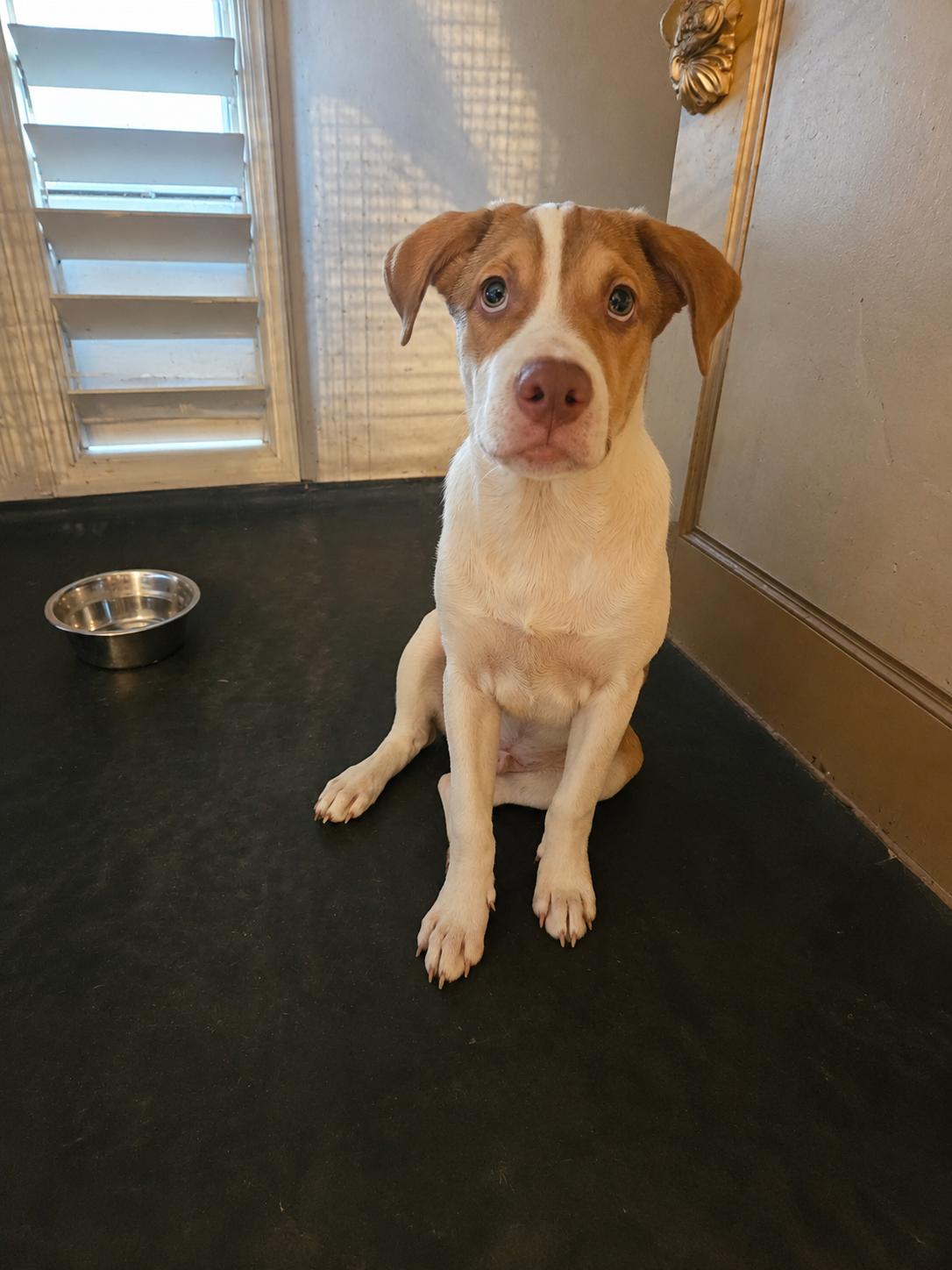 Enlarge Mackenzie, Puppy., a ADOPTABLE mixed breed in St. Petersburg, FL image 2/3