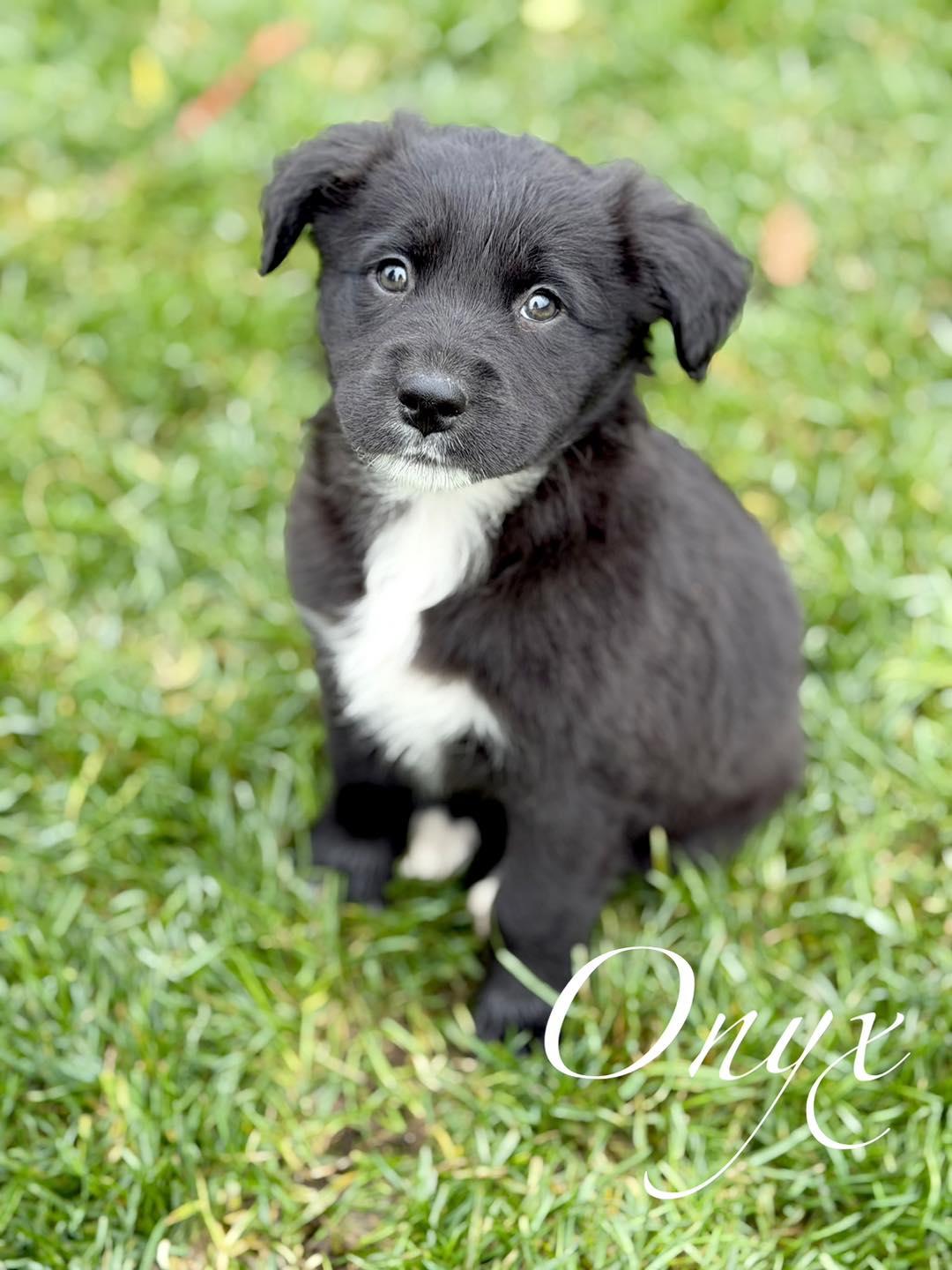 Onyx, Adoptable, Puppy Female Border Collie & Great Pyrenees.