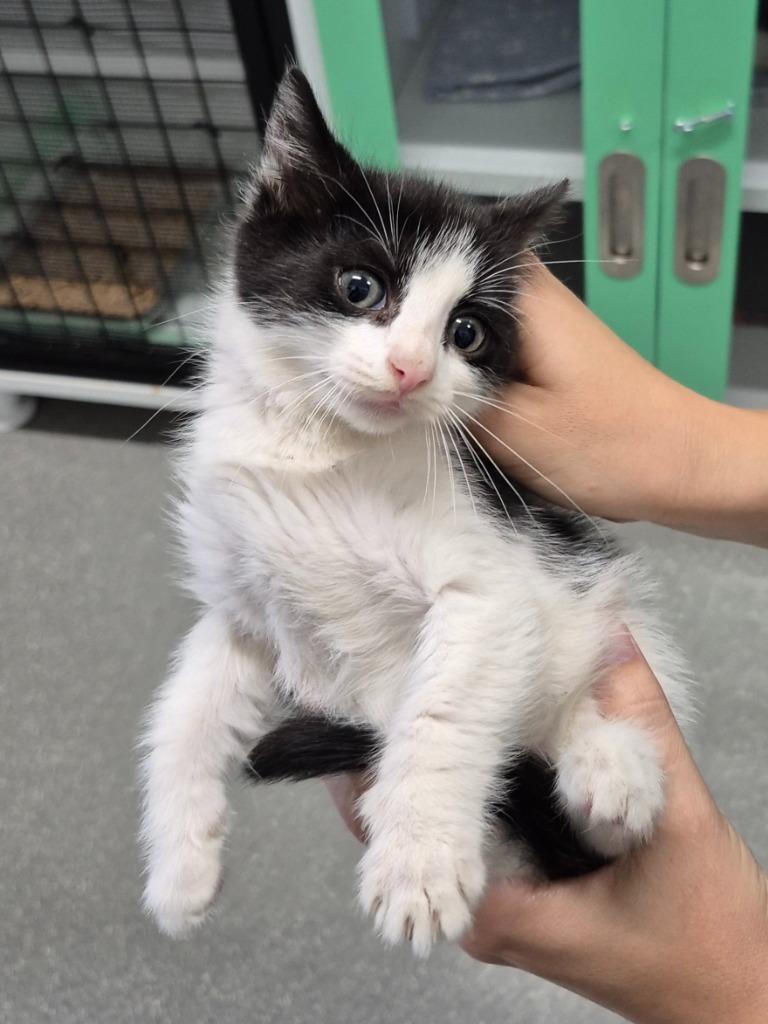 Elayne, Adoptable, Young Female Domestic Medium Hair.