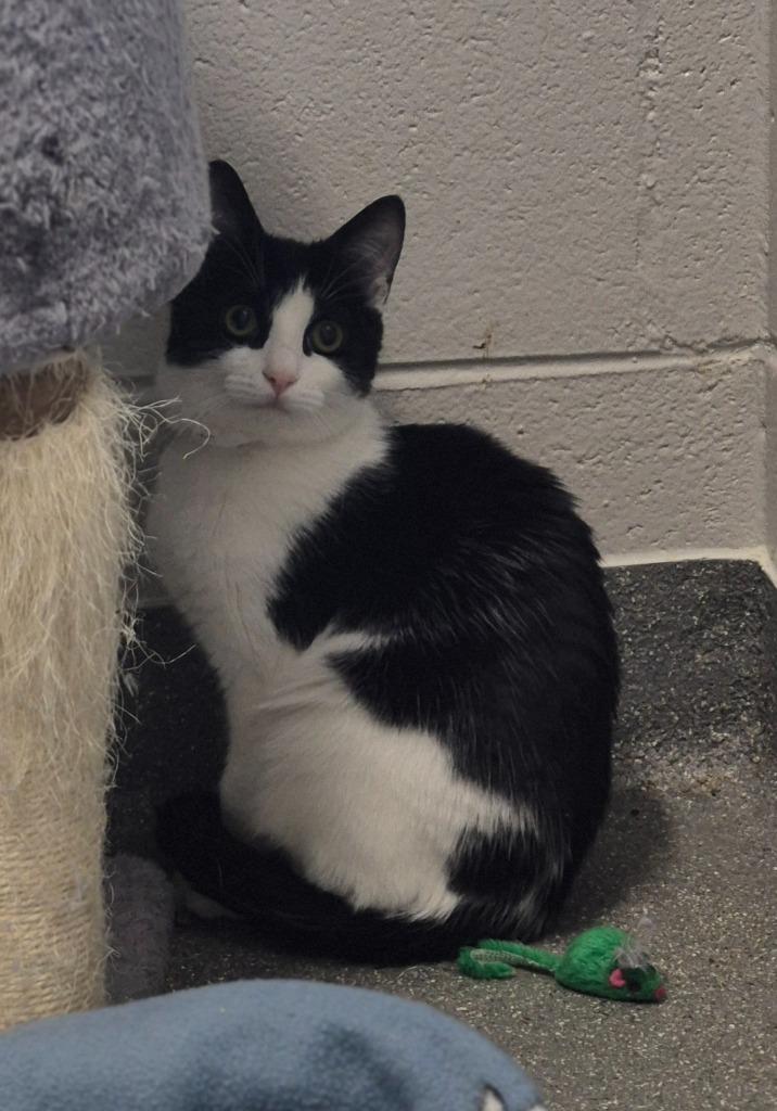 Enlarge Elayne, a Adoptable mixed breed in East Ridge, TN image 2/2