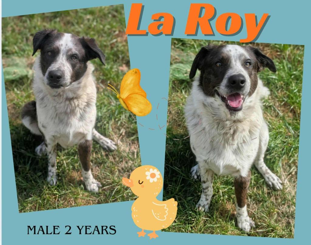 Enlarge La Roy, a Adoptable Collie in Blountville, TN image 1/1