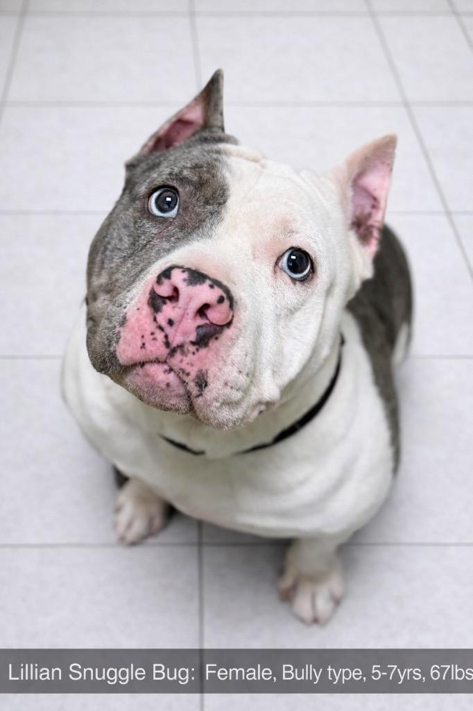 Enlarge Lillian, a Adoptable Affenpinscher in Charlotte, MI image 1/4