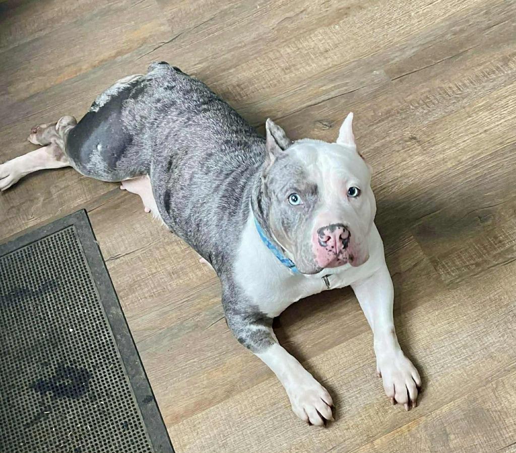 Enlarge Lillian, a Adoptable Affenpinscher in Charlotte, MI image 2/4