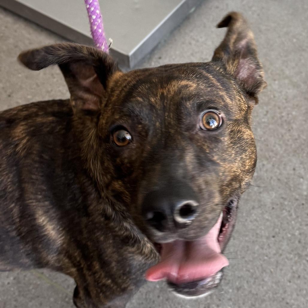 Harvest, Adoptable, Young Male Mixed Breed.