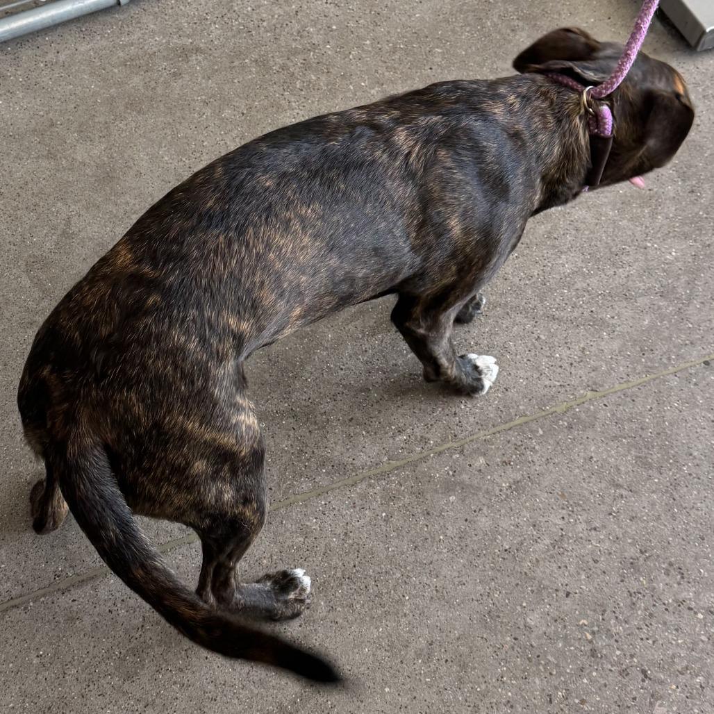 Harvest, a Adoptable Mixed Breed in Las Cruces, NM image 2/6