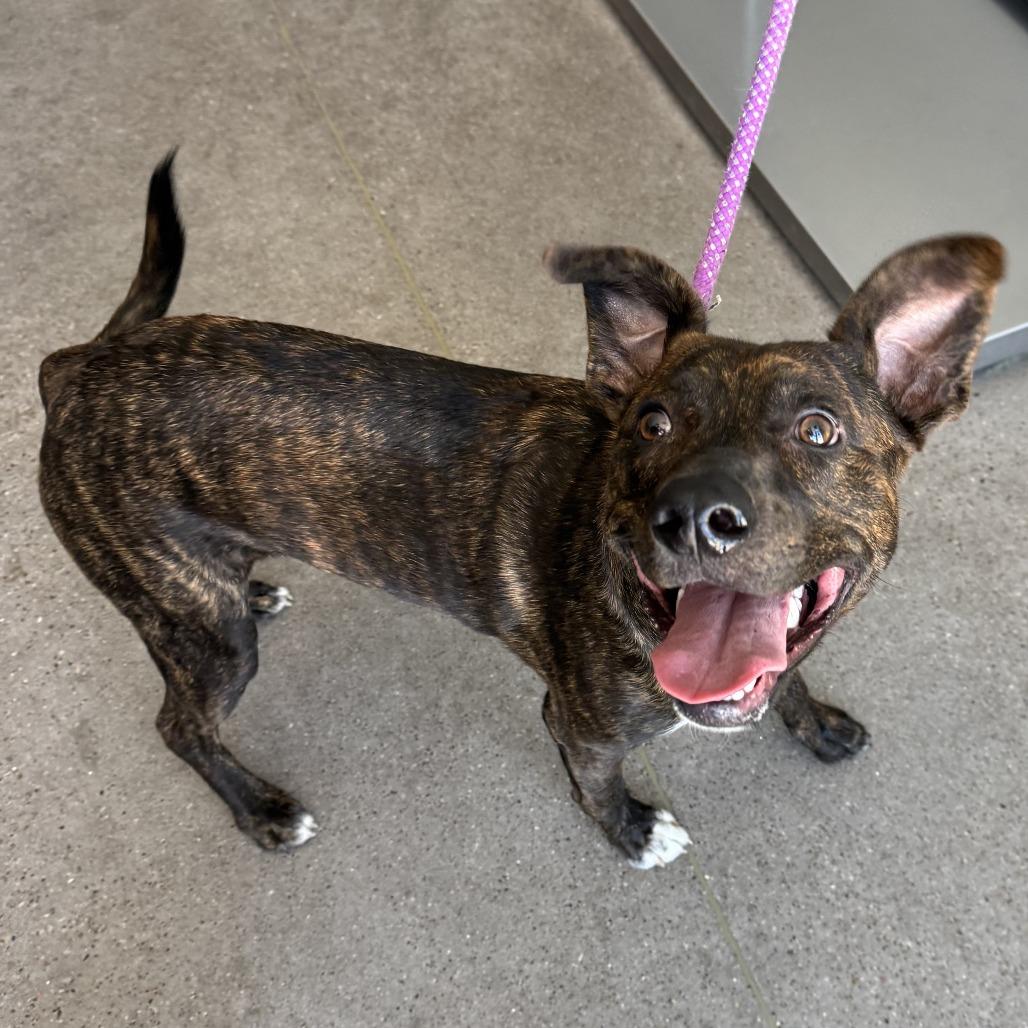 Harvest, a Adoptable Mixed Breed in Las Cruces, NM image 3/6