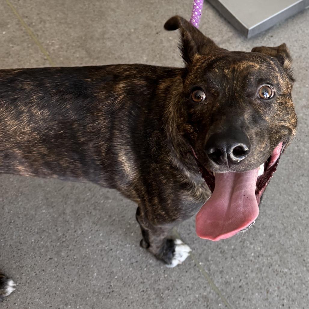 Harvest, a Adoptable Mixed Breed in Las Cruces, NM image 4/6