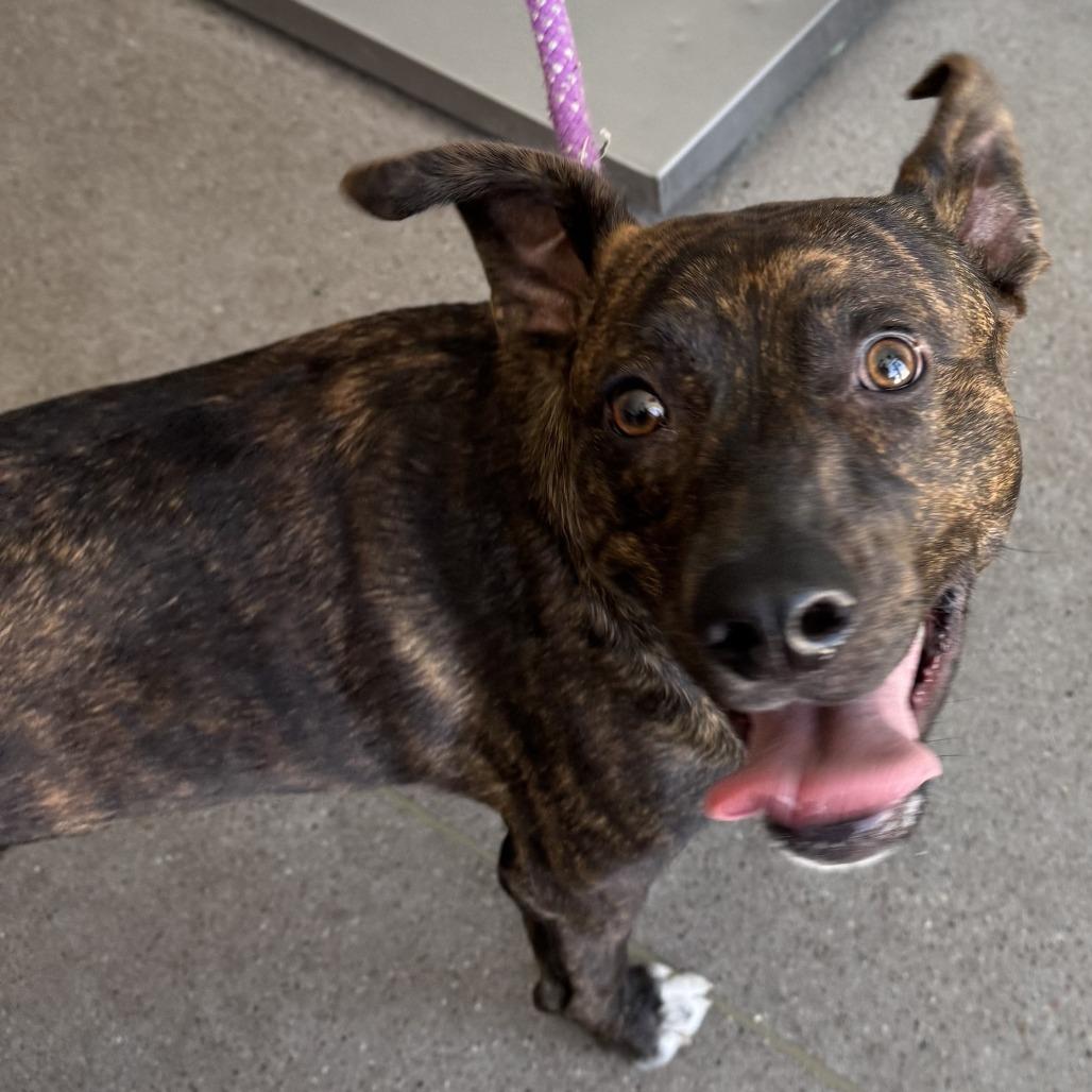 Harvest, a Adoptable Mixed Breed in Las Cruces, NM image 5/6
