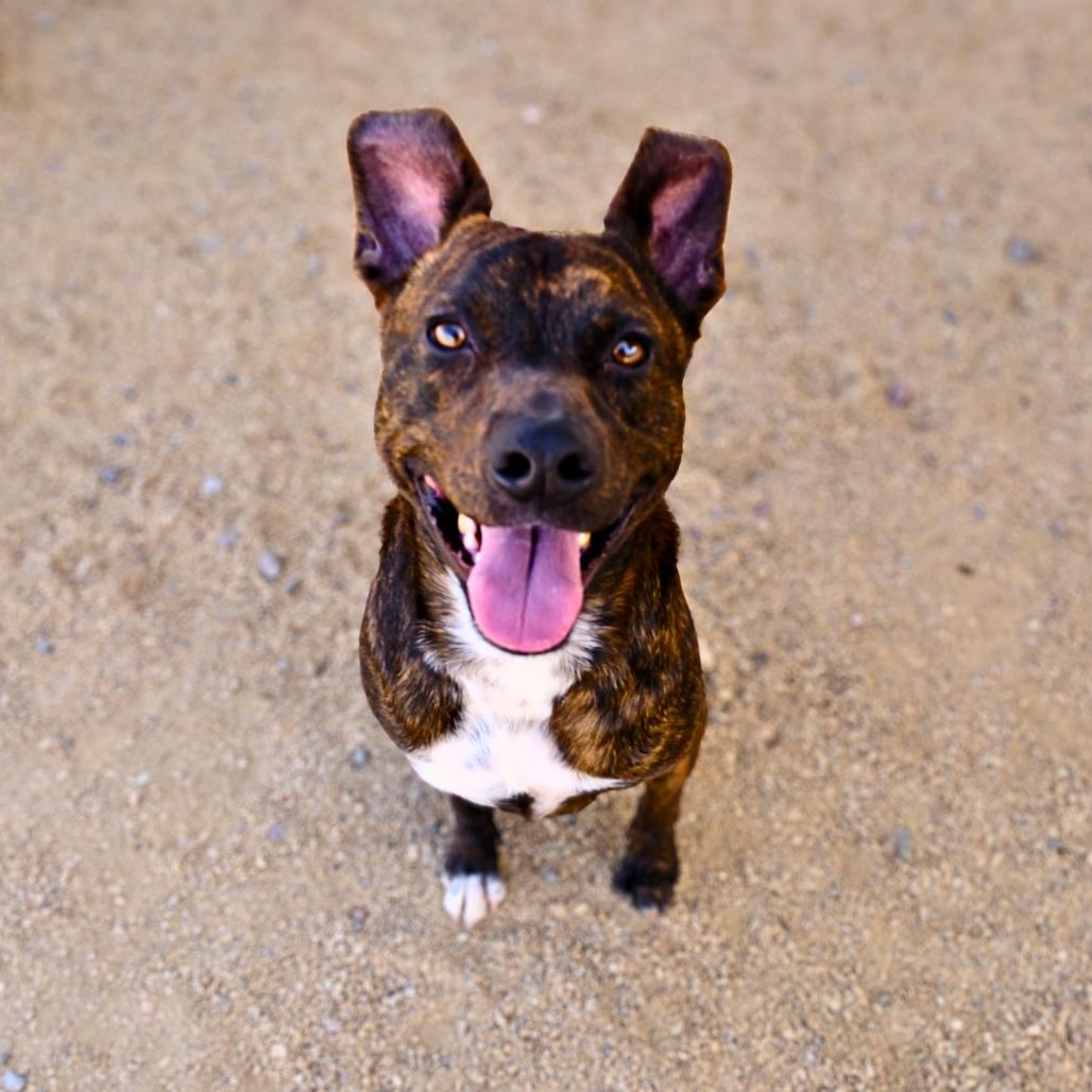 Harvest, a Adoptable Mixed Breed in Las Cruces, NM image 6/6