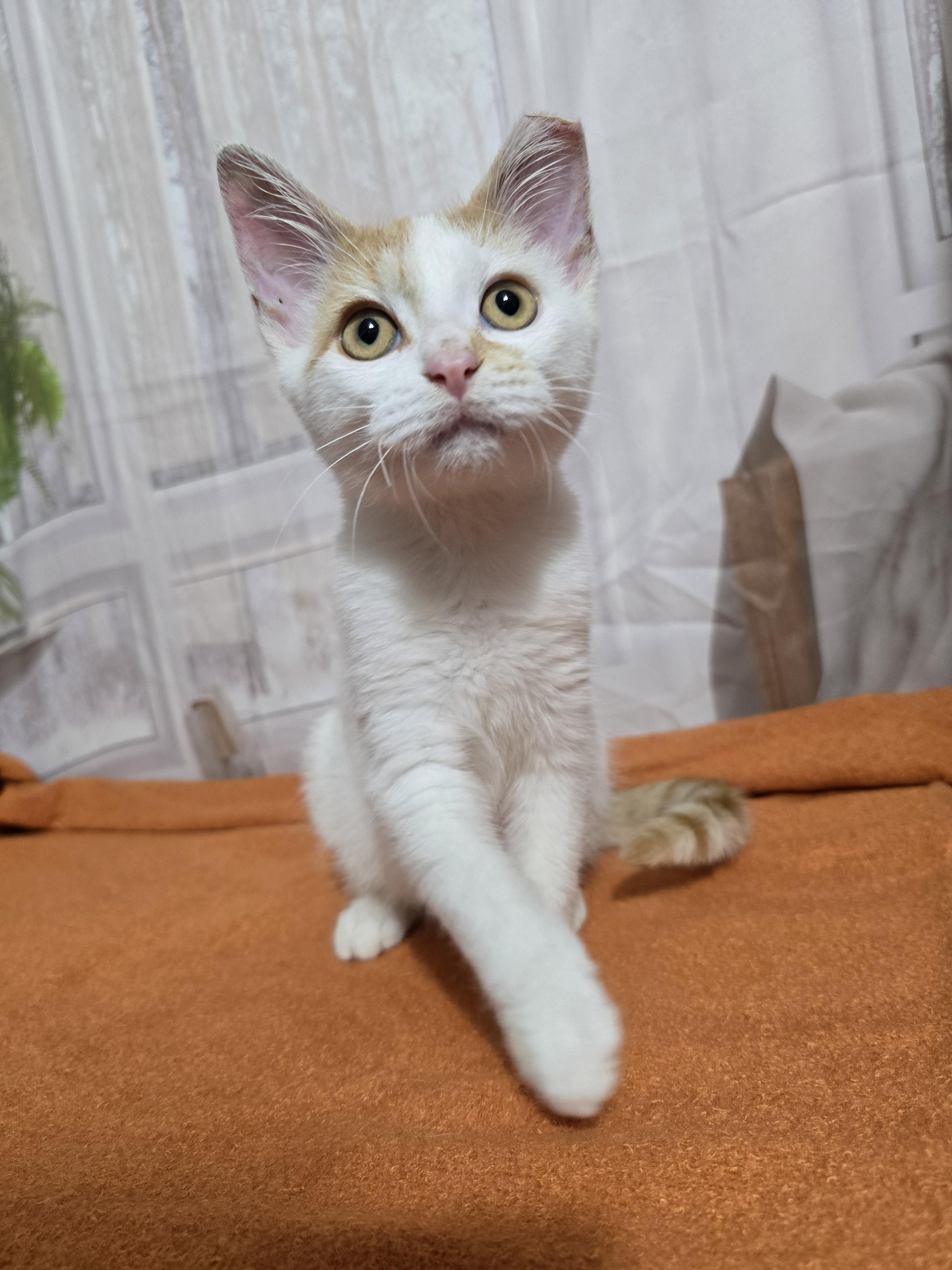 Gizmo ($20 fee), a Adoptable Domestic Short Hair in Quincy, OH image 3/3