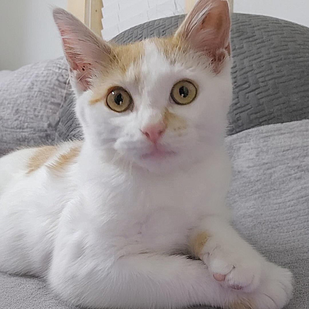 Gizmo ($20 fee), Adoptable, Young Male Domestic Short Hair.