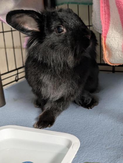 Froufroune, Adoptable, Young Female Bunny Rabbit.