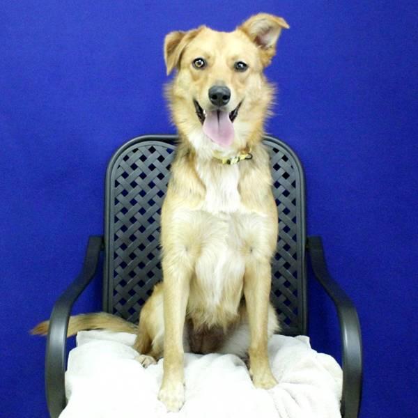 Lola, Adoptable, Adult Female Shepherd.