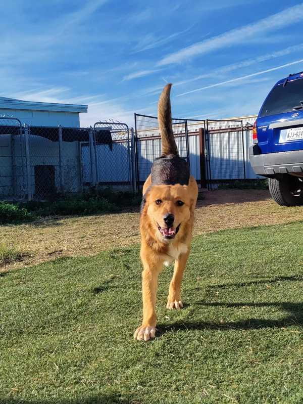 Enlarge Lola, a Adoptable mixed breed in Fort Davis, TX image 4/6