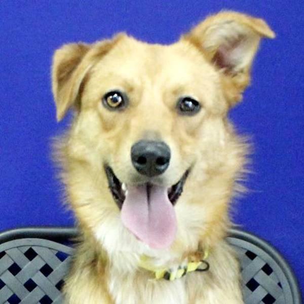 Enlarge Lola, a Adoptable mixed breed in Fort Davis, TX image 6/6