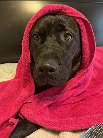 Enid, a Adoptable mixed breed in Mission, KS image 6/6