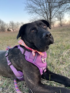 Enid, a Adoptable mixed breed in Mission, KS image 2/6
