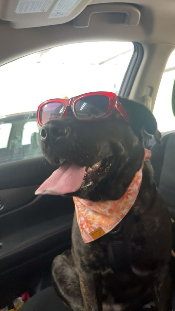 Enid, a Adoptable mixed breed in Mission, KS image 4/6