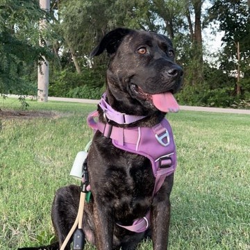 Enid, a Adoptable mixed breed in Mission, KS image 1/6