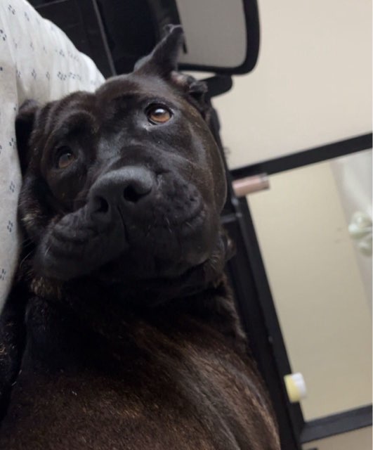 Enid, a Adoptable mixed breed in Mission, KS image 5/6