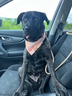 Enid, a Adoptable mixed breed in Mission, KS image 3/6