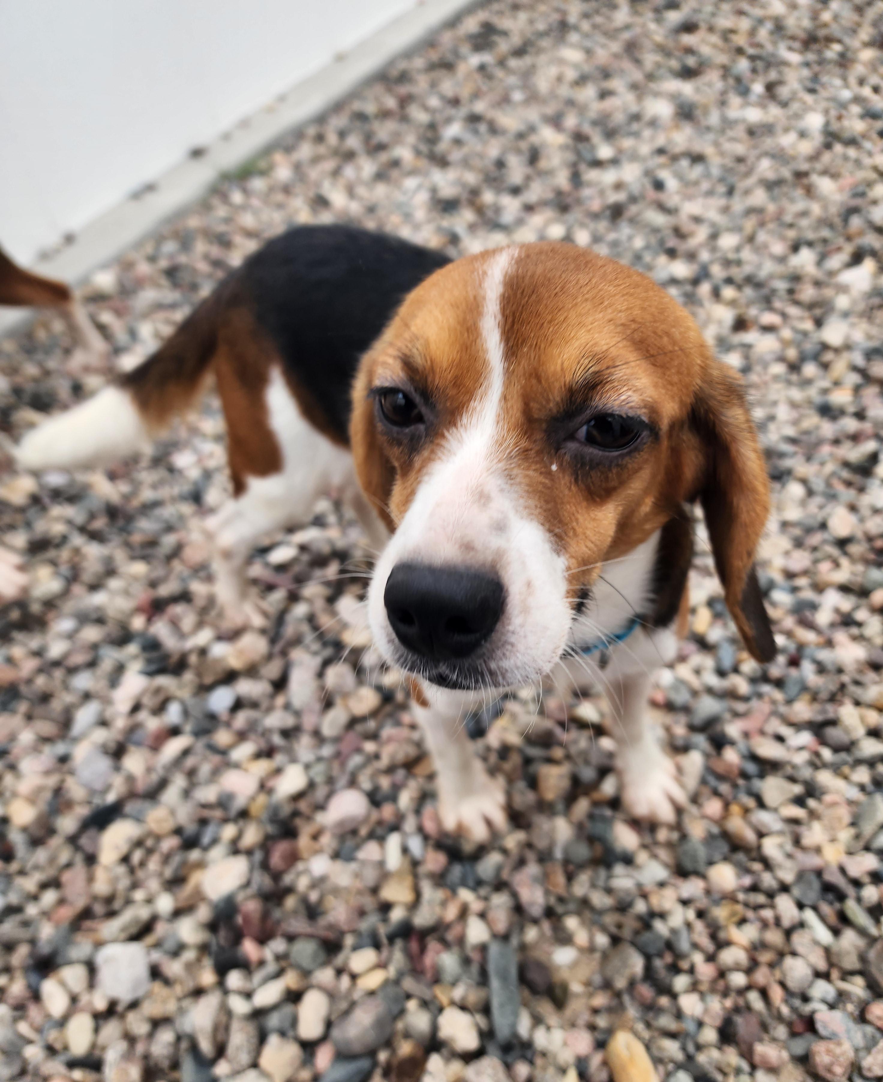 Hilda, an adoptable Beagle in Hartville, WY, 82215 | Photo Image 3
