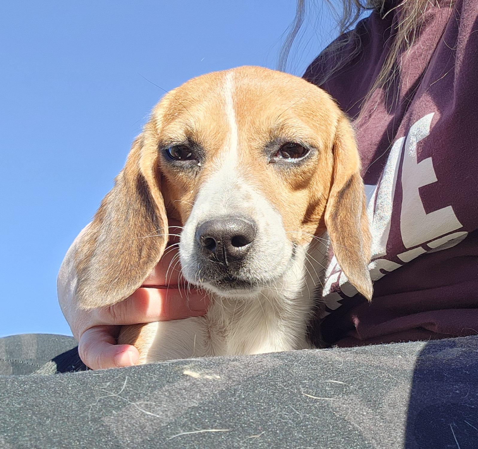 Hilda, an adoptable Beagle in Hartville, WY, 82215 | Photo Image 1