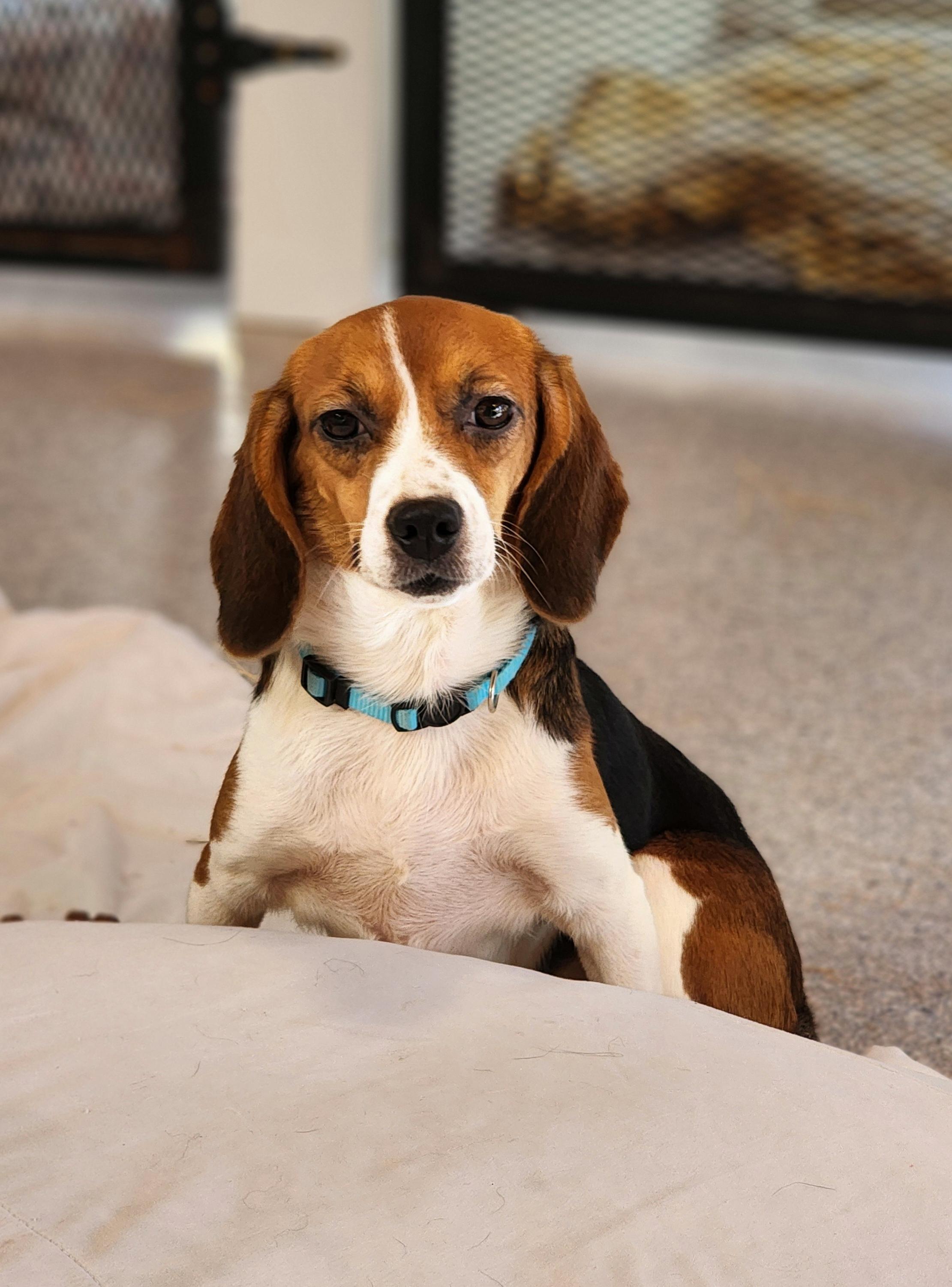 Hilda, an adoptable Beagle in Hartville, WY, 82215 | Photo Image 1