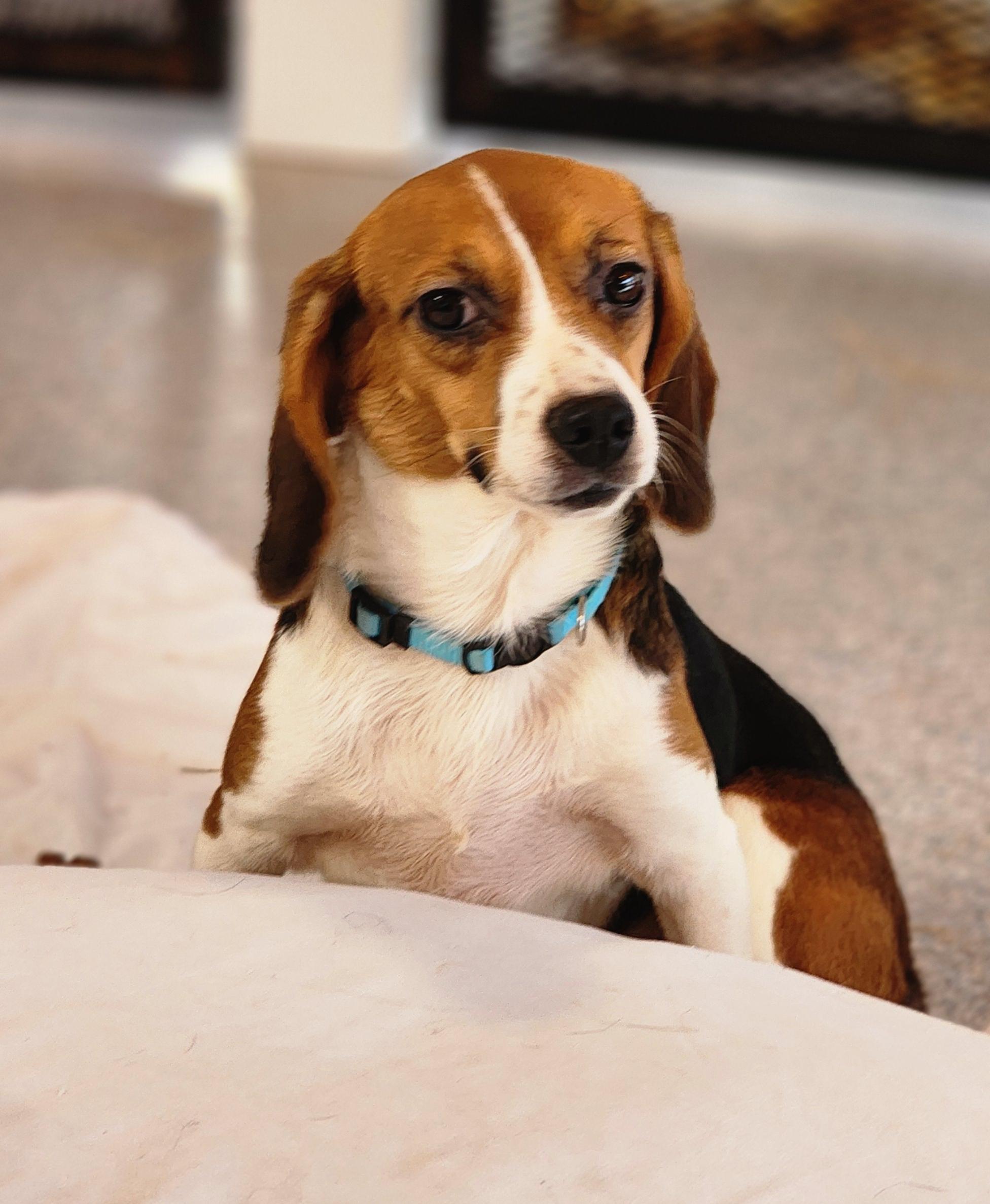 Hilda, an adoptable Beagle in Hartville, WY, 82215 | Photo Image 2