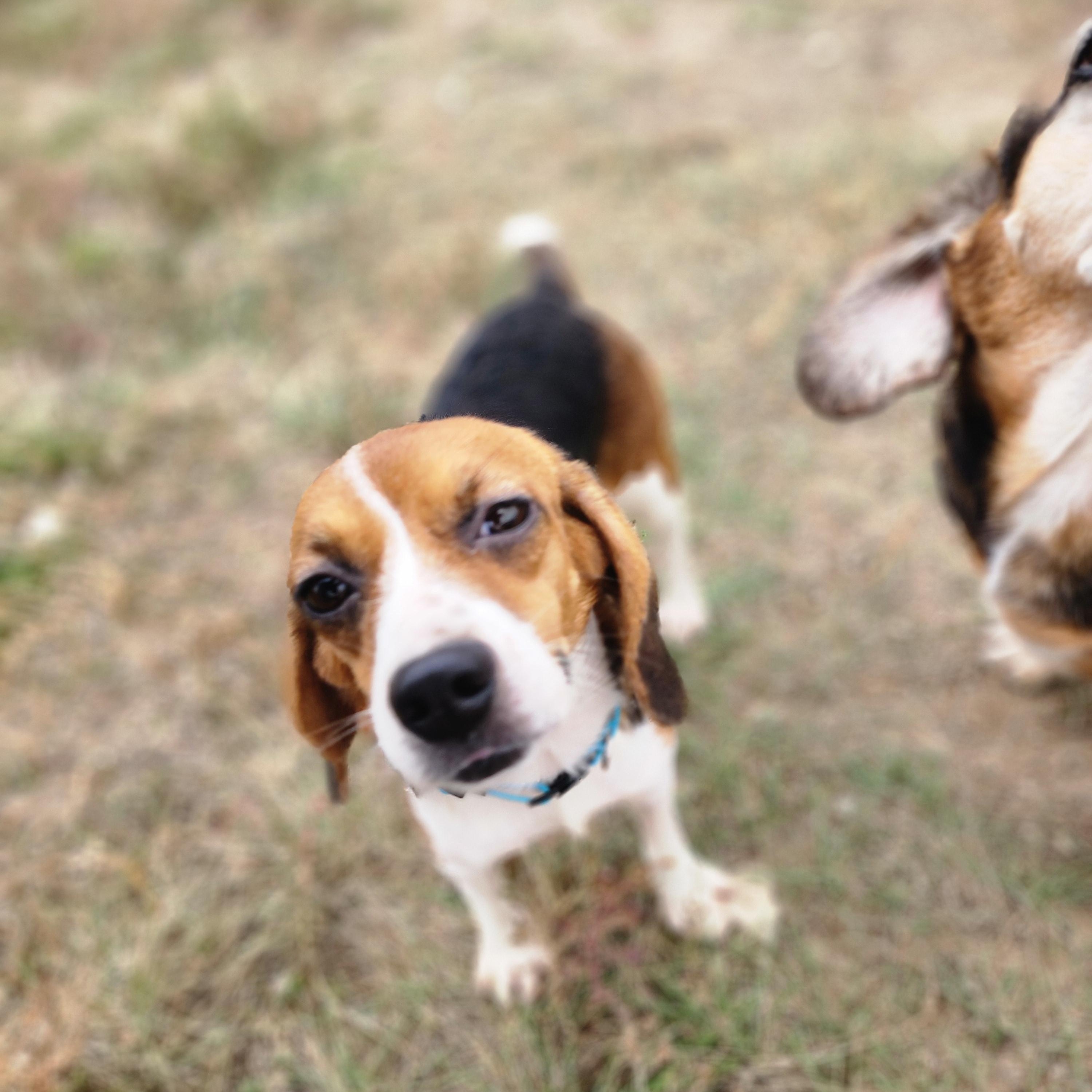 Hilda, an adoptable Beagle in Hartville, WY, 82215 | Photo Image 4