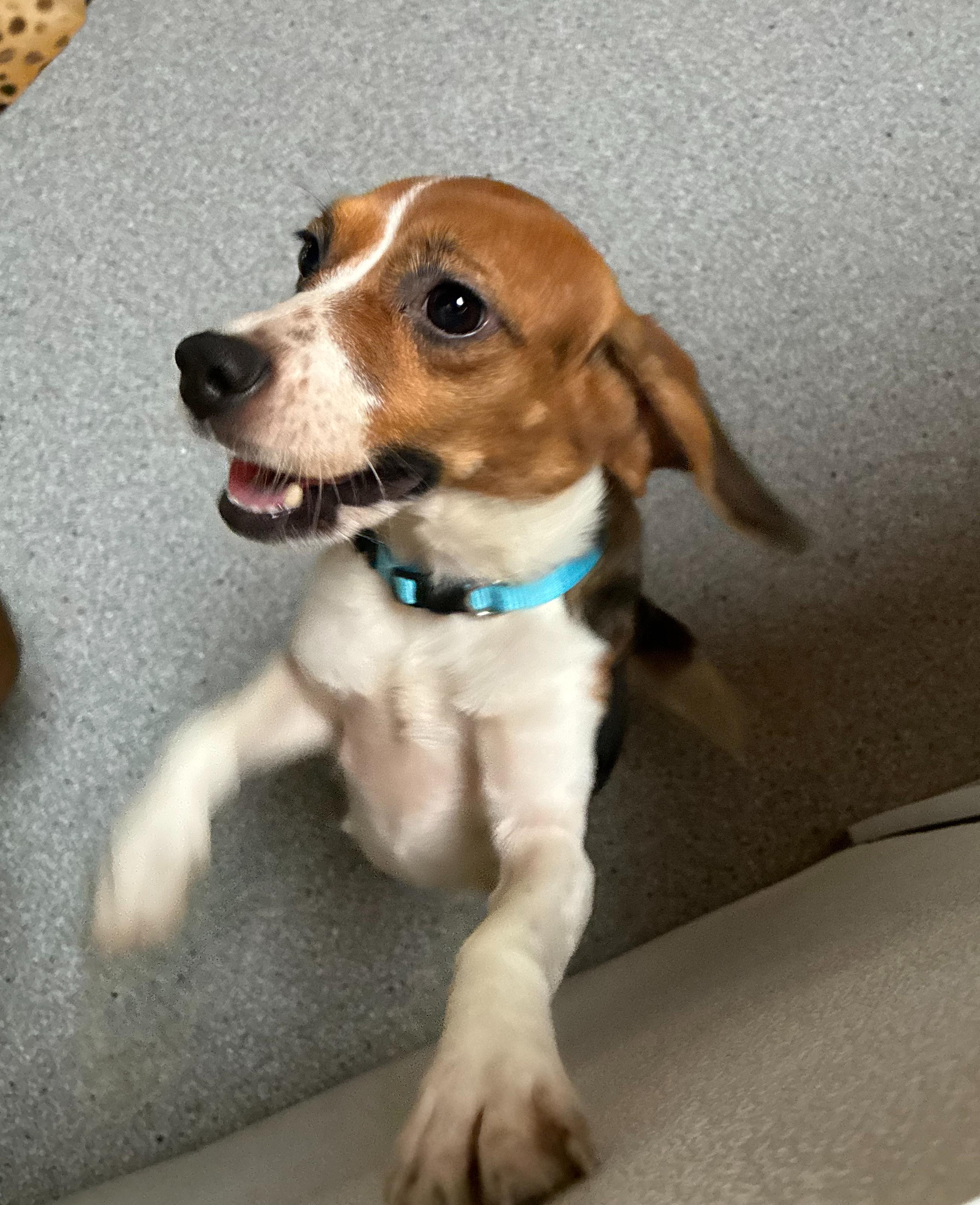 Hilda, an adoptable Beagle in Hartville, WY, 82215 | Photo Image 5
