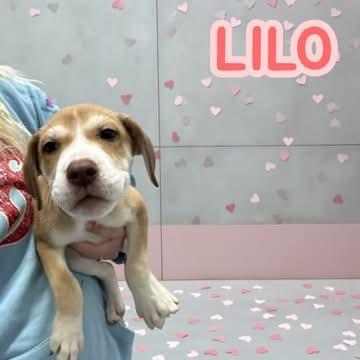 Enlarge Lilo, a Adoptable mixed breed in Westwood, NJ image 1/1