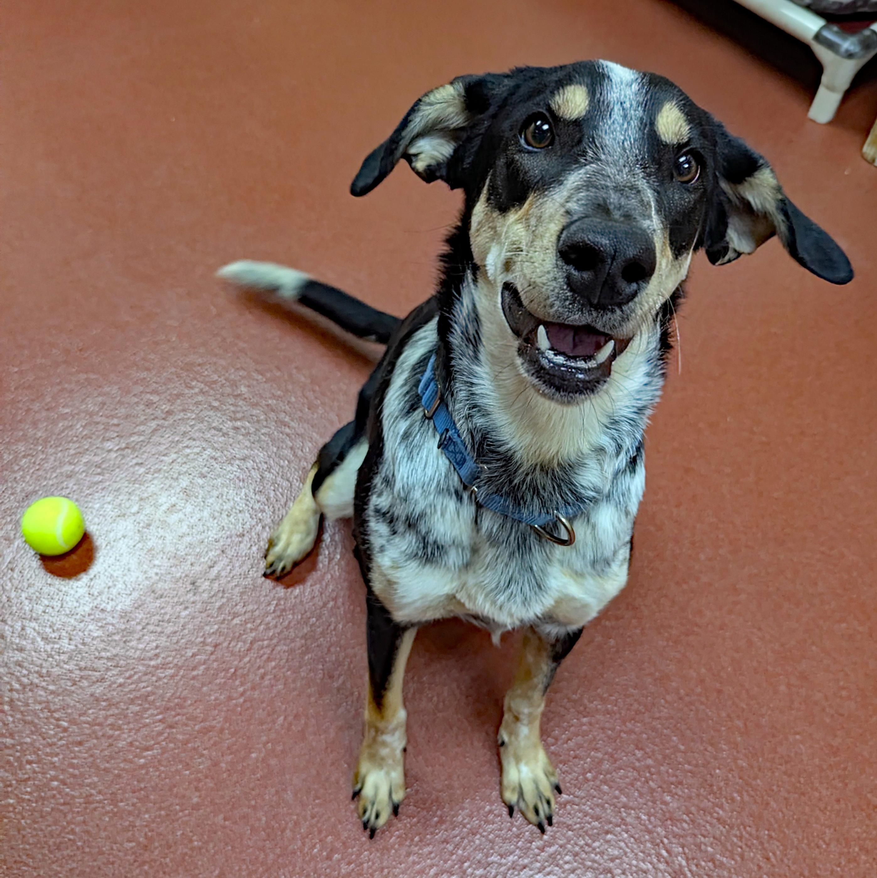 Crouton, ADOPTABLE, Young Female Bluetick Coonhound & Australian Shepherd.