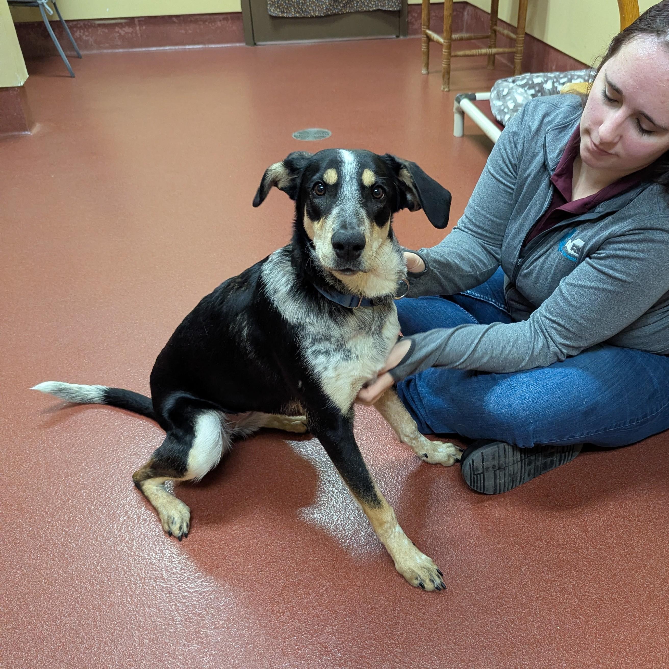 Enlarge Crouton, a ADOPTABLE mixed breed in Accident, MD image 2/6