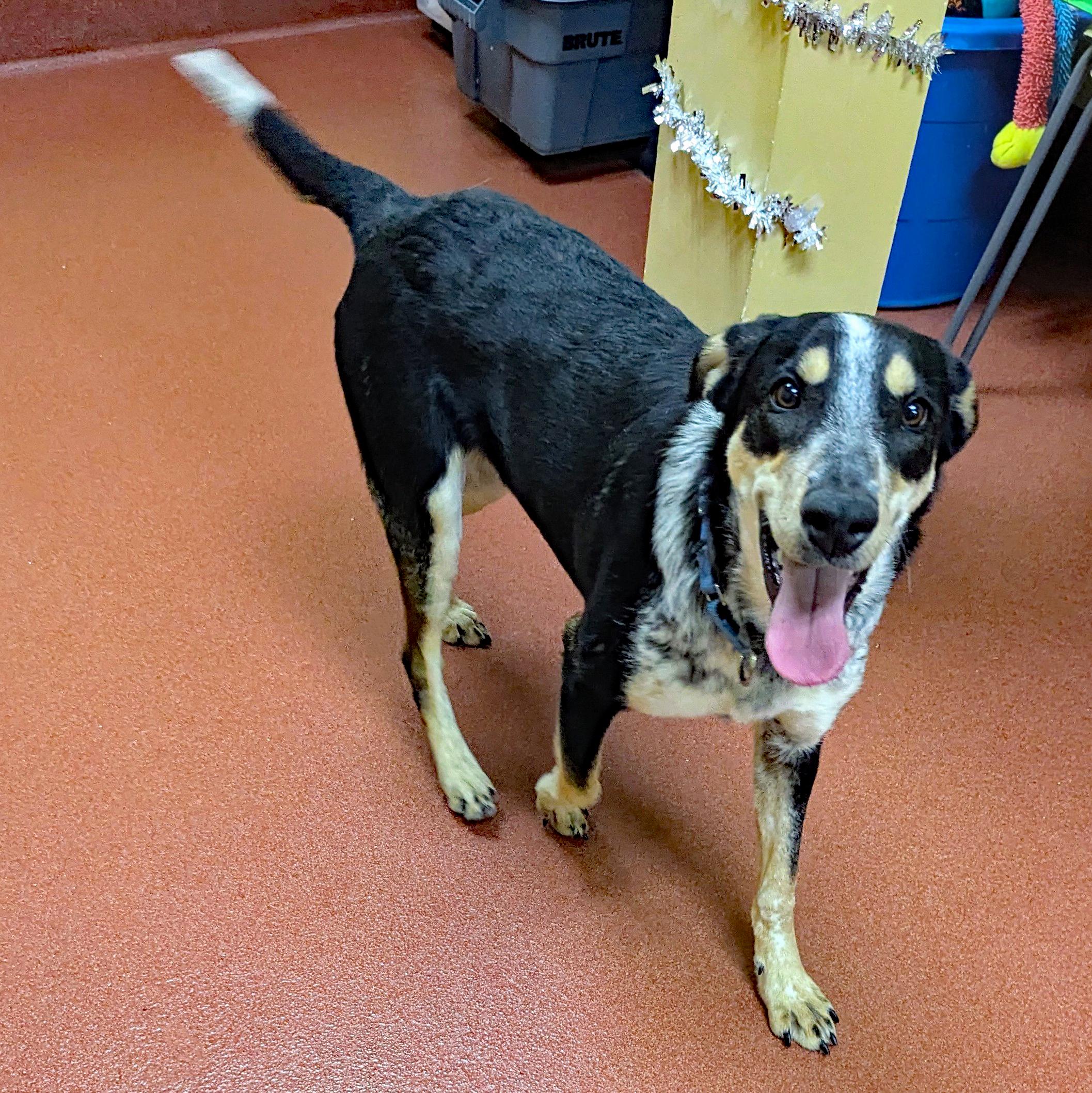 Enlarge Crouton, a ADOPTABLE mixed breed in Accident, MD image 3/6