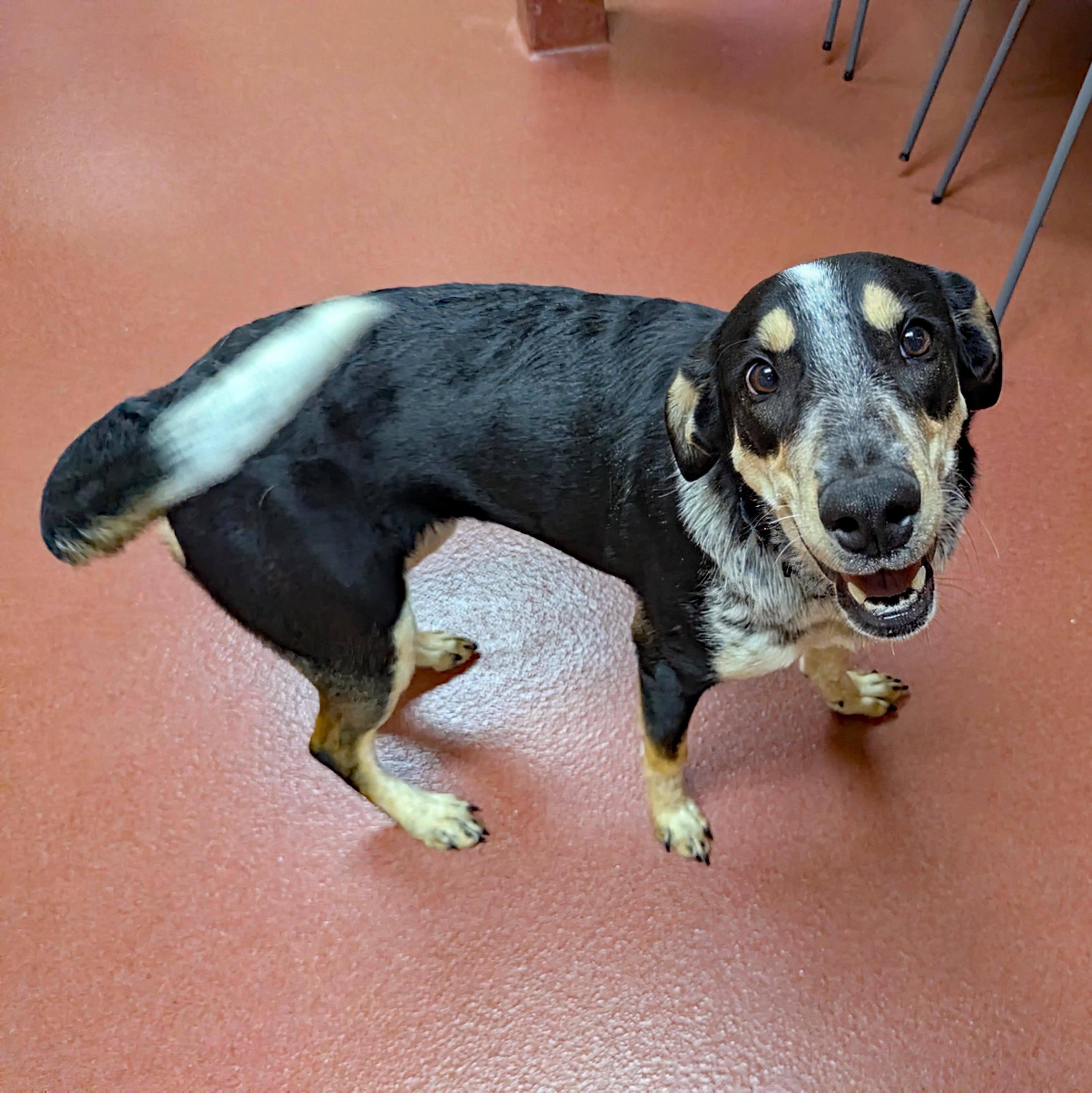 Enlarge Crouton, a ADOPTABLE mixed breed in Accident, MD image 4/6