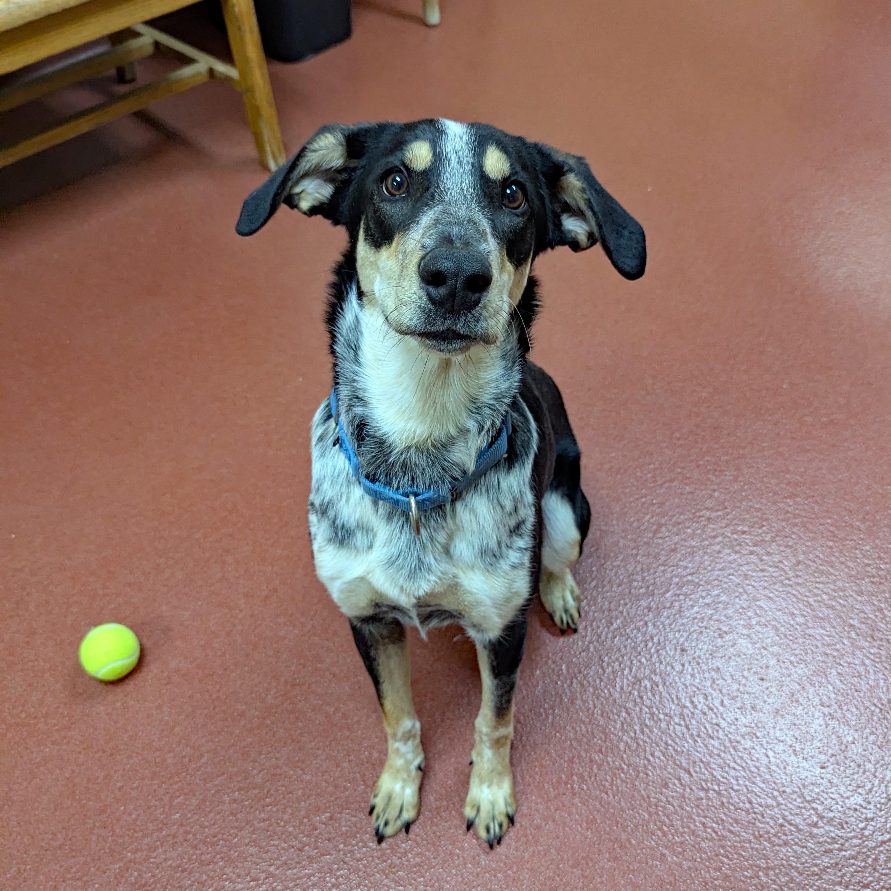 Enlarge Crouton, a ADOPTABLE mixed breed in Accident, MD image 5/6