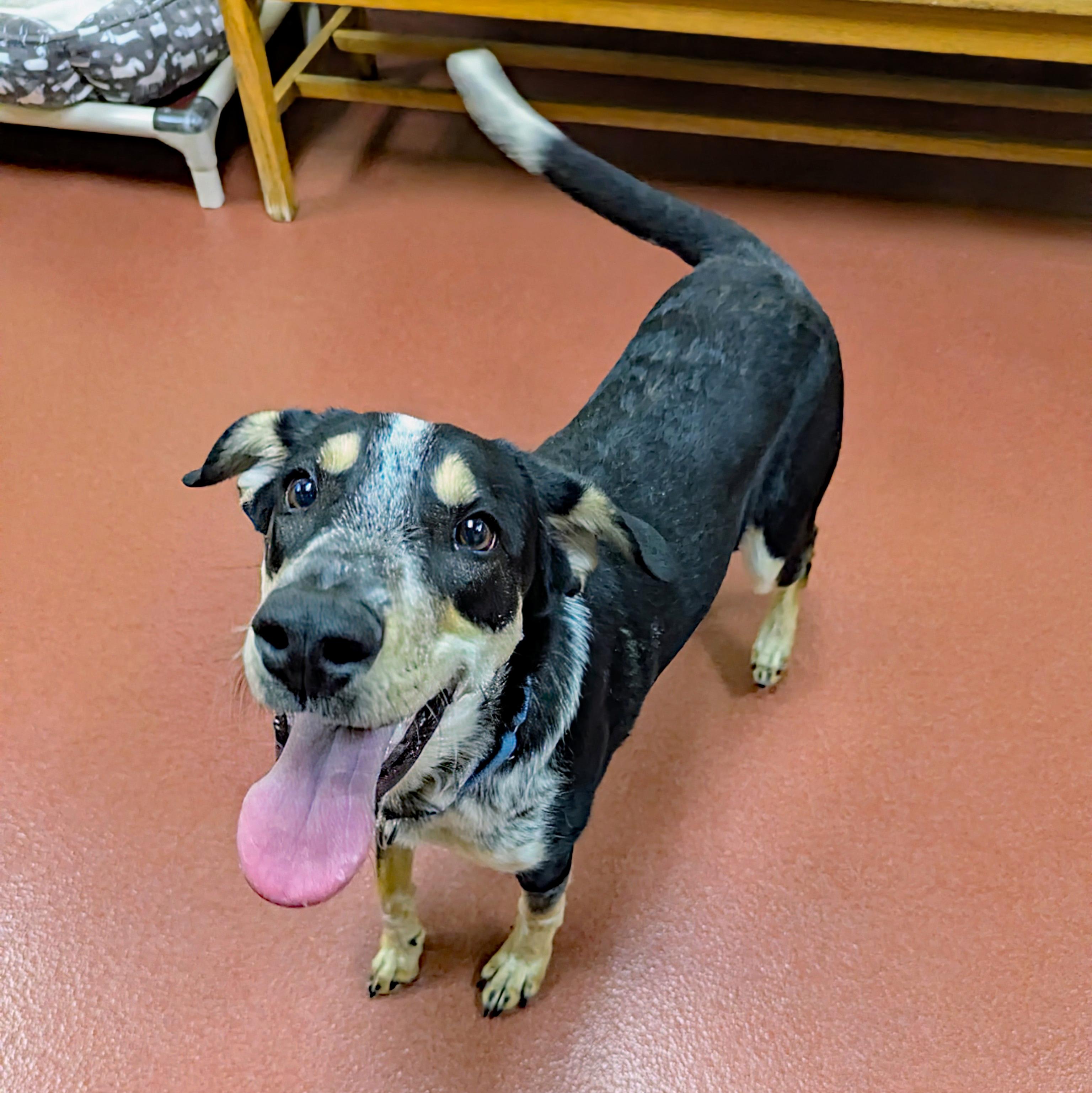Enlarge Crouton, a ADOPTABLE mixed breed in Accident, MD image 6/6