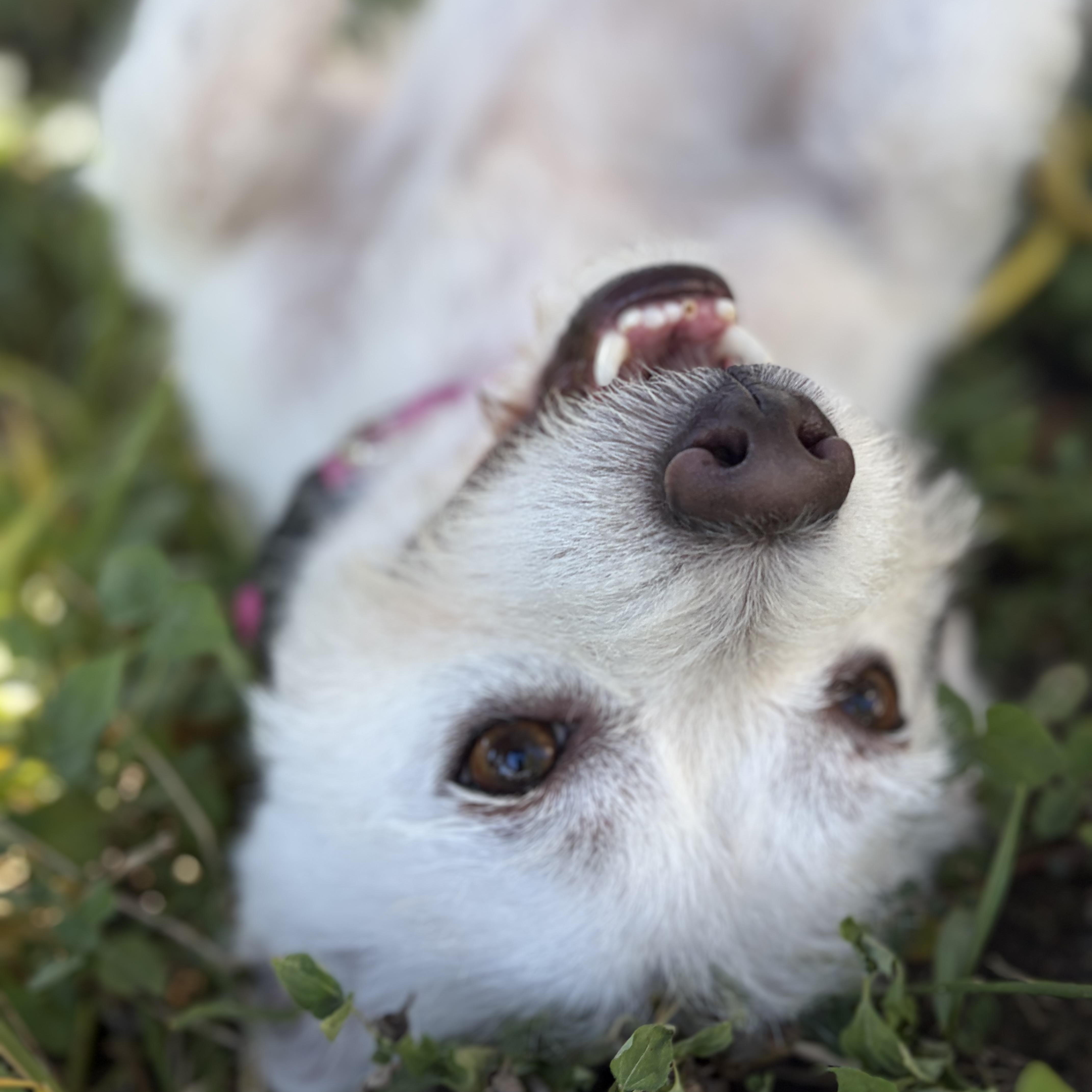 Enlarge Joey aka Jo Jo, a Adoptable mixed breed in Willowbrook, IL image 5/6