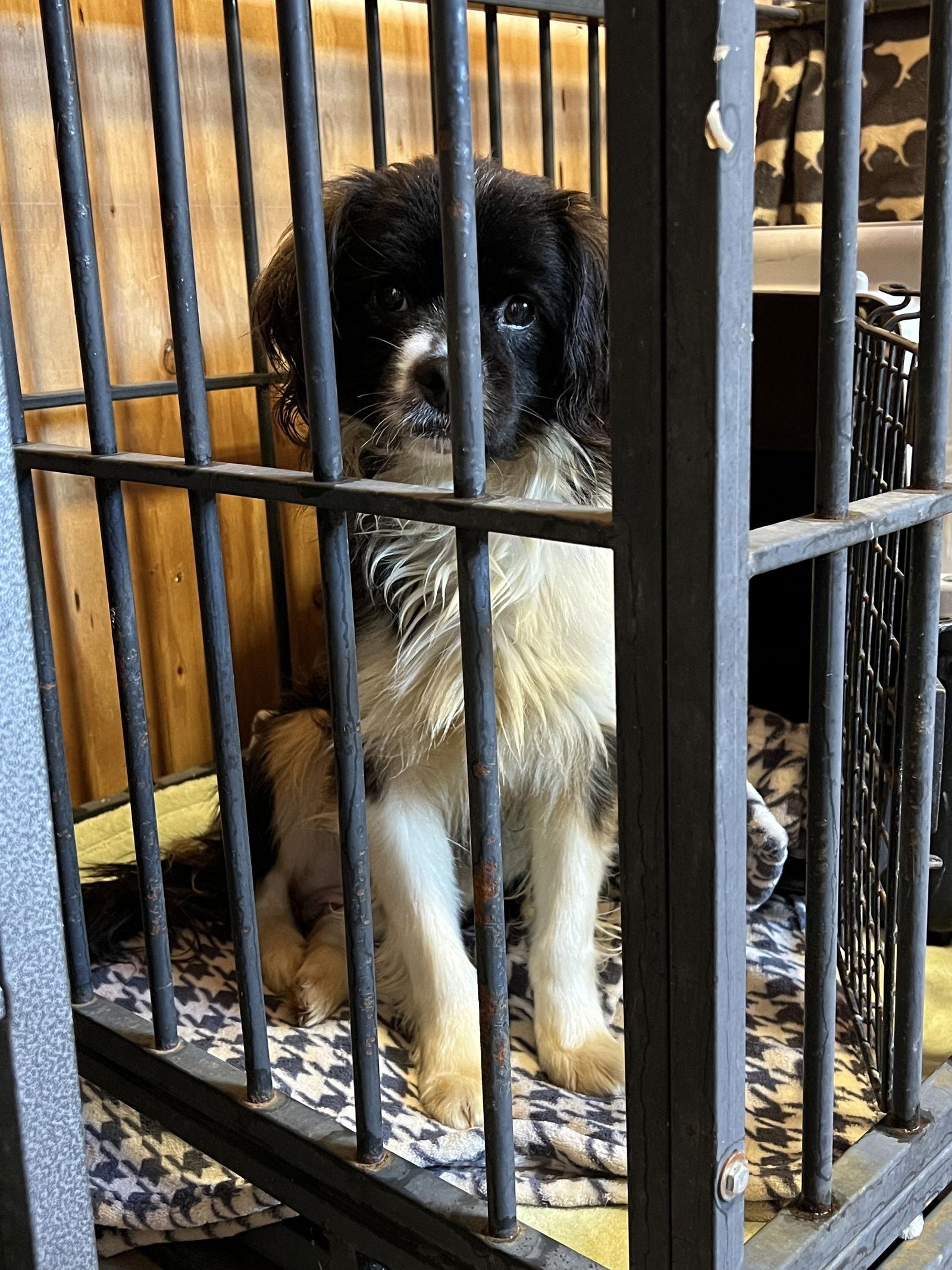 Scout, Adoptable, Adult Male Mixed Breed.