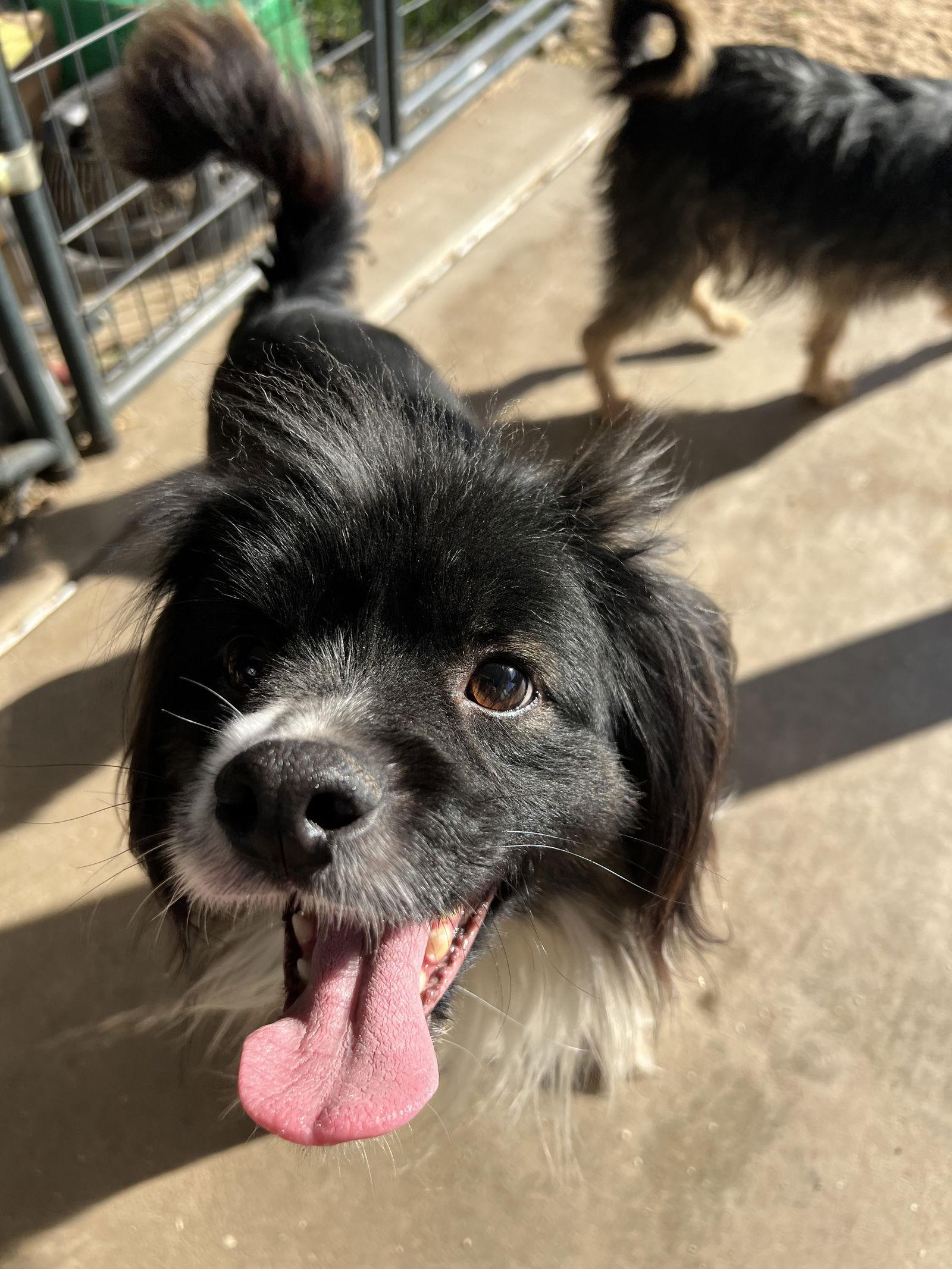 Enlarge Scout, a Adoptable Mixed Breed in Ramona, CA image 2/3