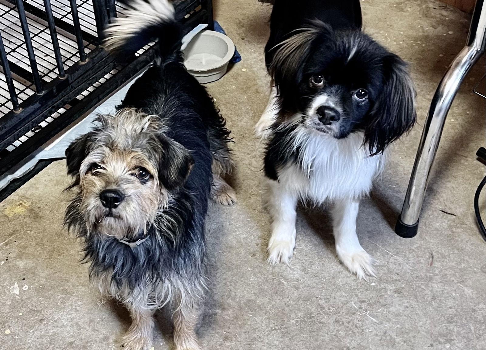 Enlarge Scout, a Adoptable Mixed Breed in Ramona, CA image 3/3