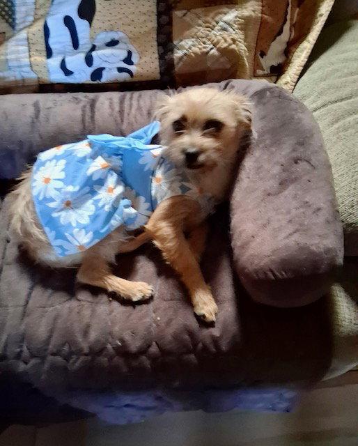 Enlarge Nikki, a Adoptable Norfolk Terrier in Mesa, AZ image 1/3