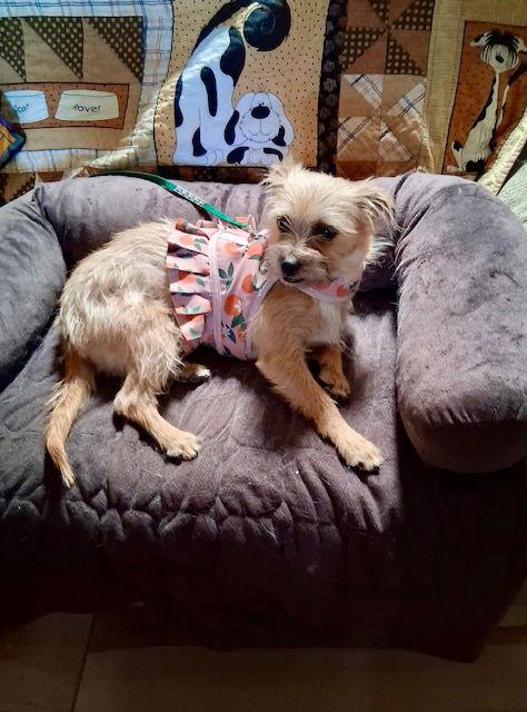 Enlarge Nikki, a Adoptable Norfolk Terrier in Mesa, AZ image 2/3