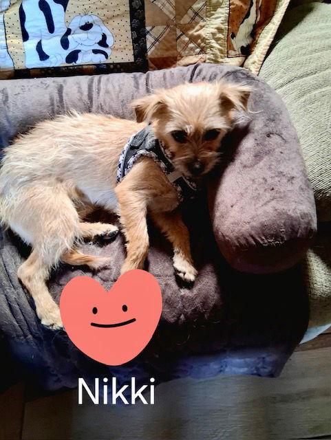 Enlarge Nikki, a Adoptable Norfolk Terrier in Mesa, AZ image 3/3