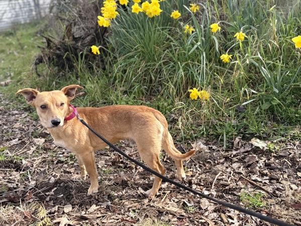 Cavatappi, a Adoptable mixed breed in Portland, OR image 2/5